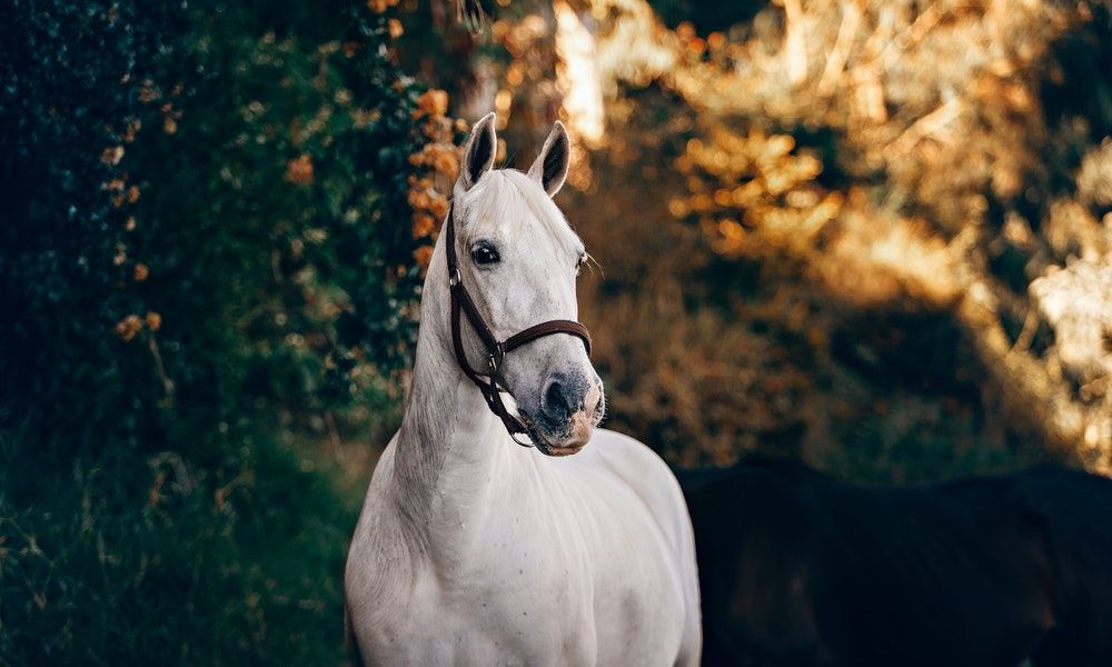 Paseos a caballo Guillena